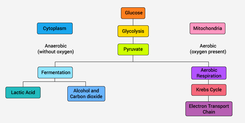 Aerobic Respiration