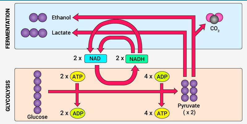 Anaerobic Respiration