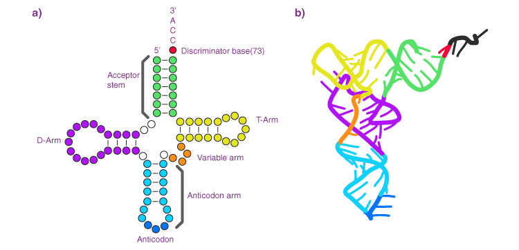 Structure of tRNA